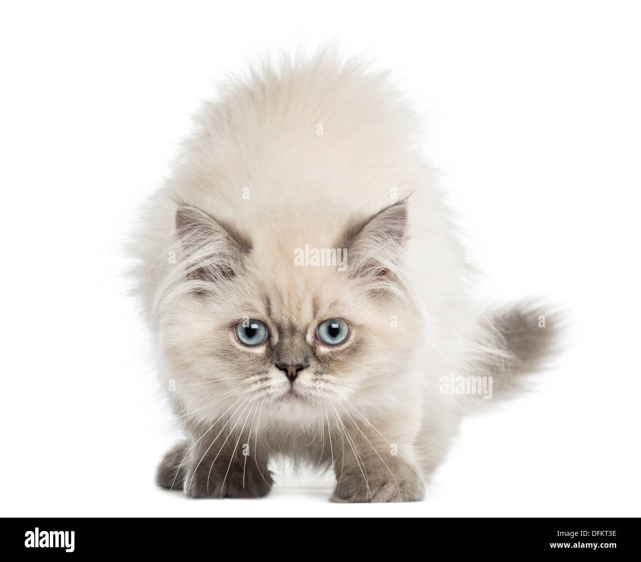 British Longhair kitten facing, looking at the camera, 5 months old, against white background Stock Photo