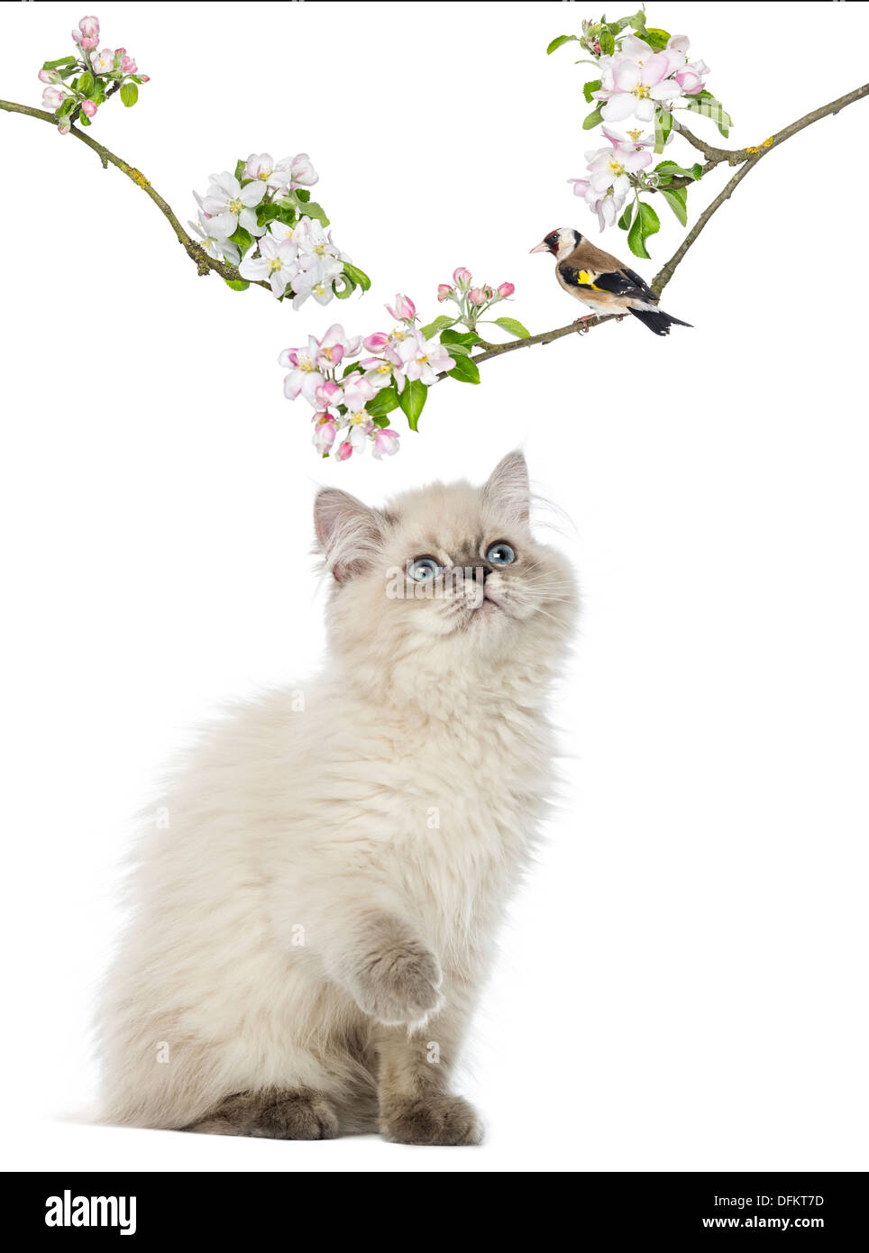 British Longhair kitten looking up at a bird perching on a flowery branch, against white background Stock Photo
