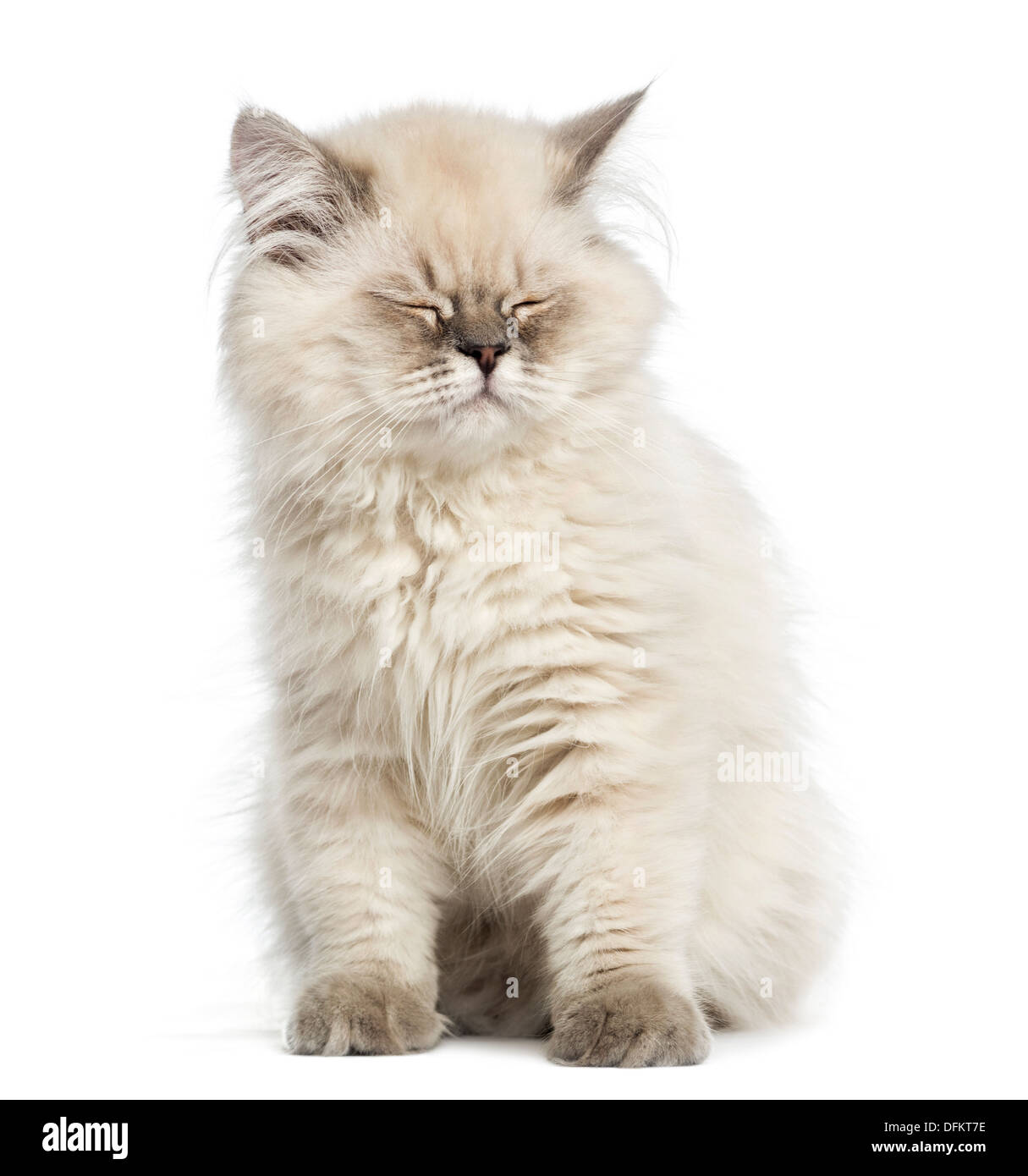 British Longhair kitten, sitting, eyes closed, against white background Stock Photo