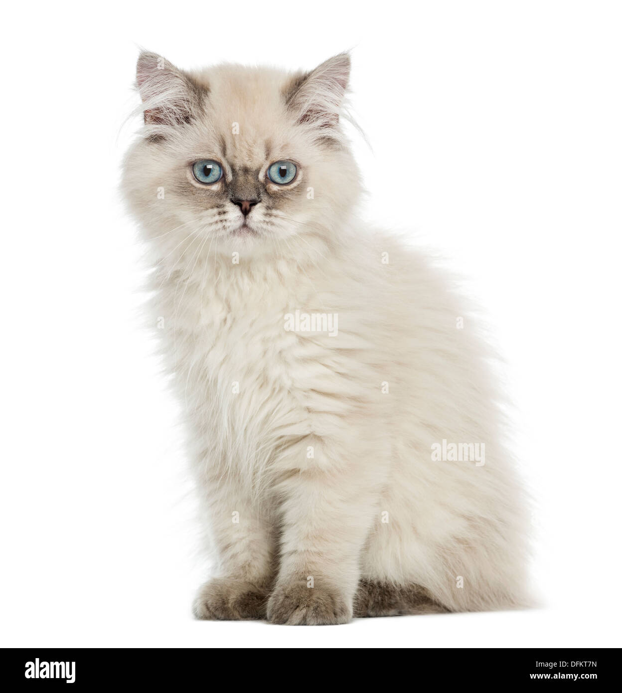 British Longhair kitten sitting, lloking at the camera, 5 months old, against white background Stock Photo