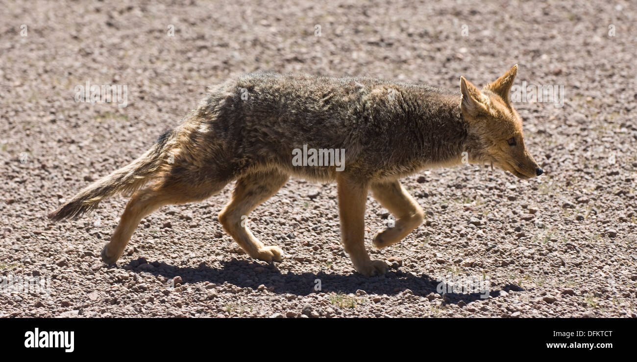 South American Grey Fox Lycalopex griseus also known as Patagonian Fox, Altiplano, Bolivia Stock Photo