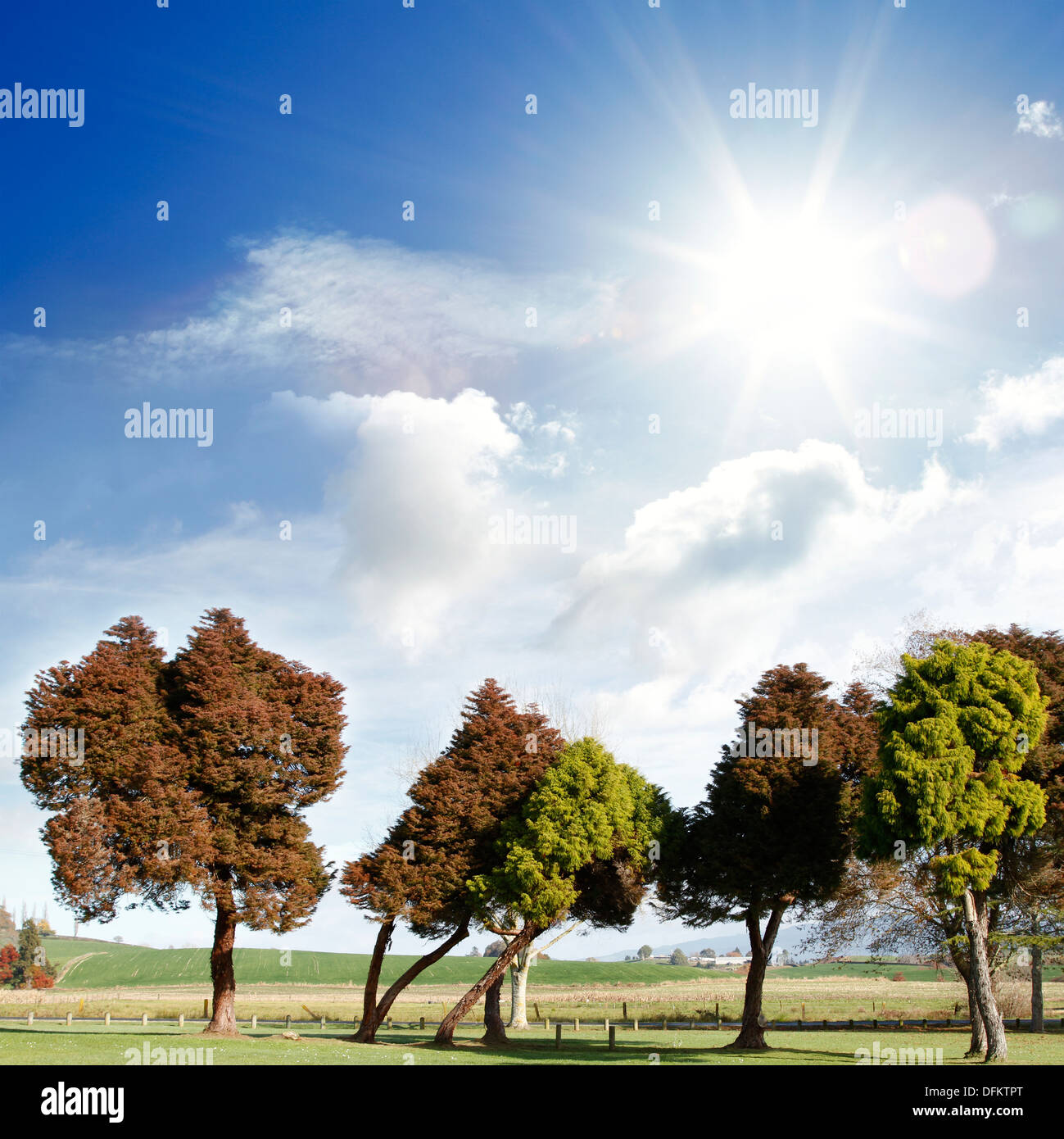 Bright sun in clouds above trees Stock Photo