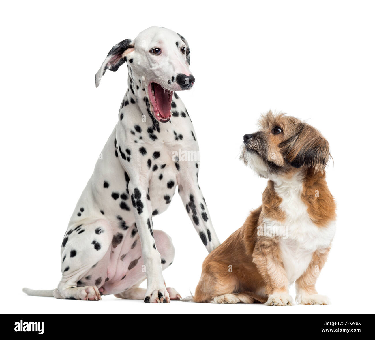 Dalmatian and Lhassa apso sitting against white background Stock Photo