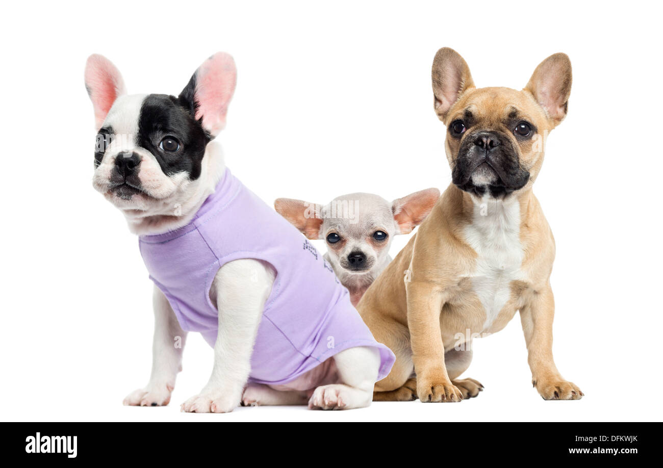 French bulldogs and Chihuahua sitting against white background Stock Photo - Alamy