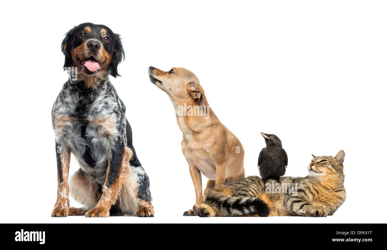 Group of pets and Western Jackdaw, Corvus monedula, against white background Stock Photo