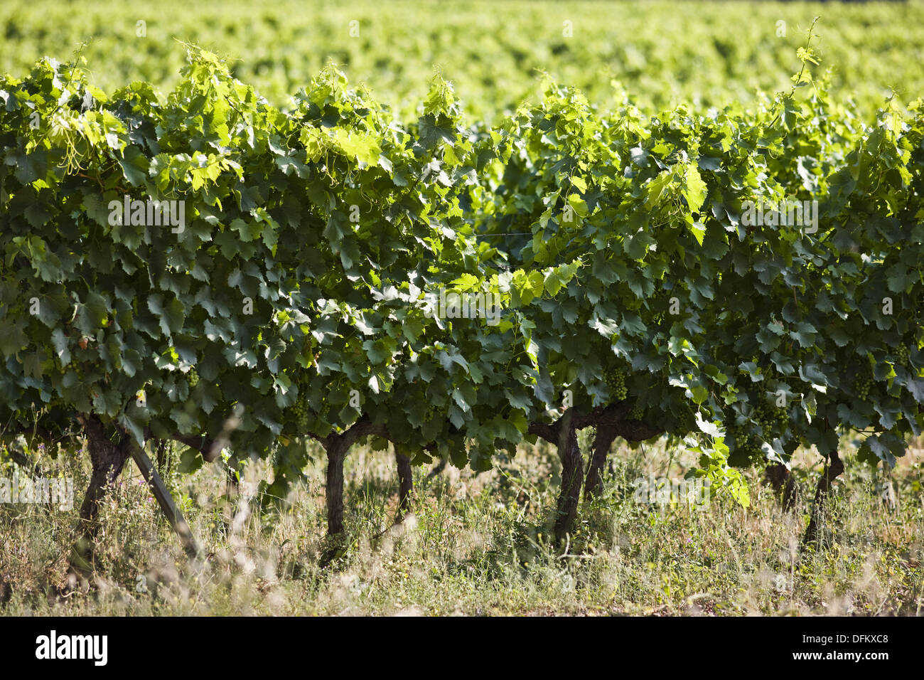 Vineyards by Poblet monastery, Vimbodi. Conca de Barbera, Tarragona province, Catalonia, Spain Stock Photo
