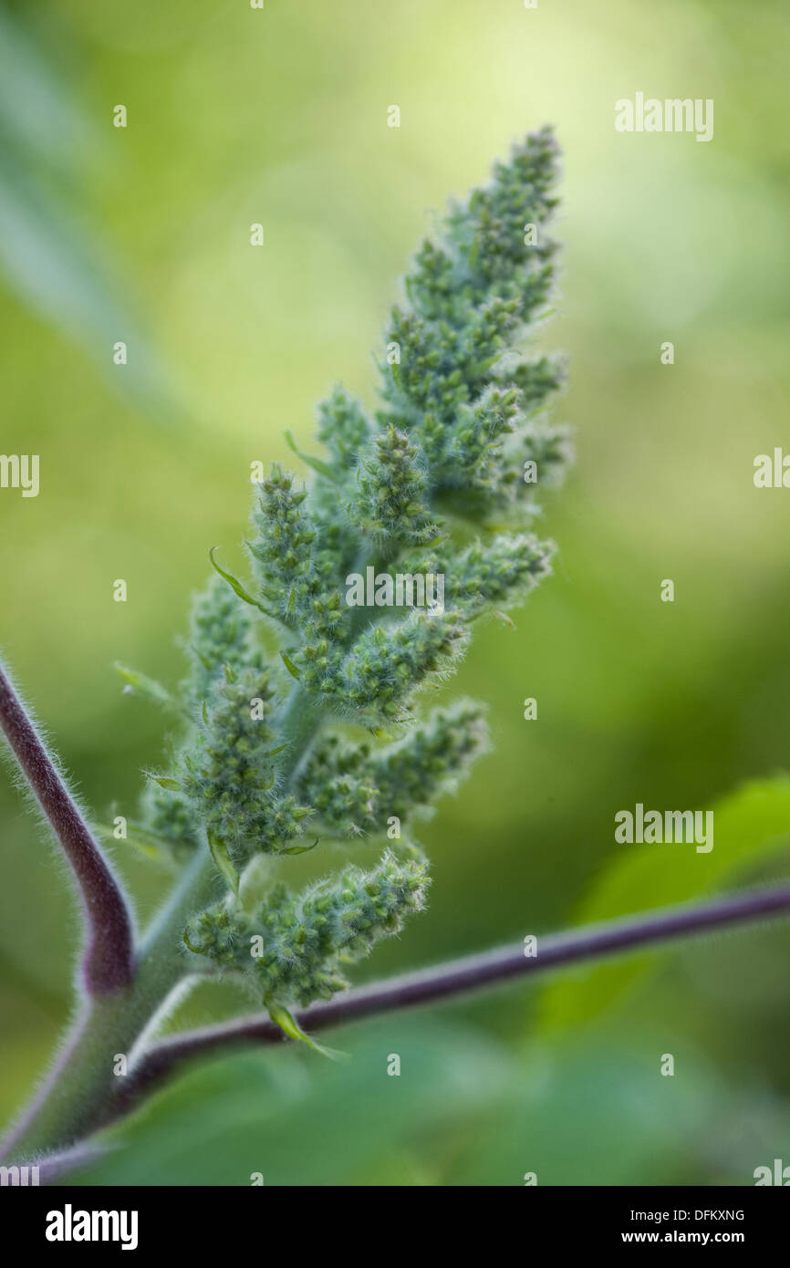 staghorn sumac, rhus typhina Stock Photo