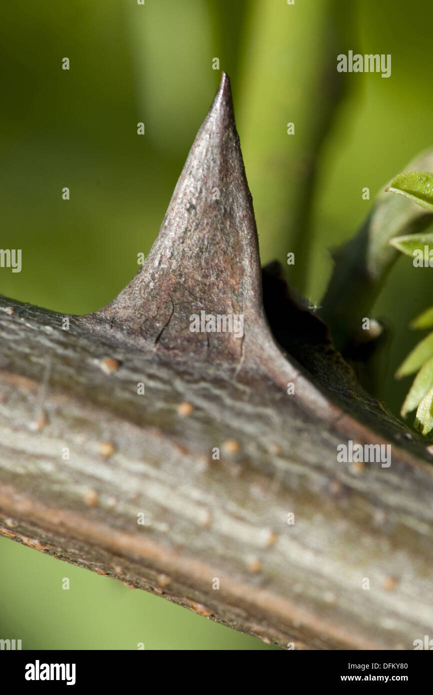 black locust, robinia pseudoacacia Stock Photo