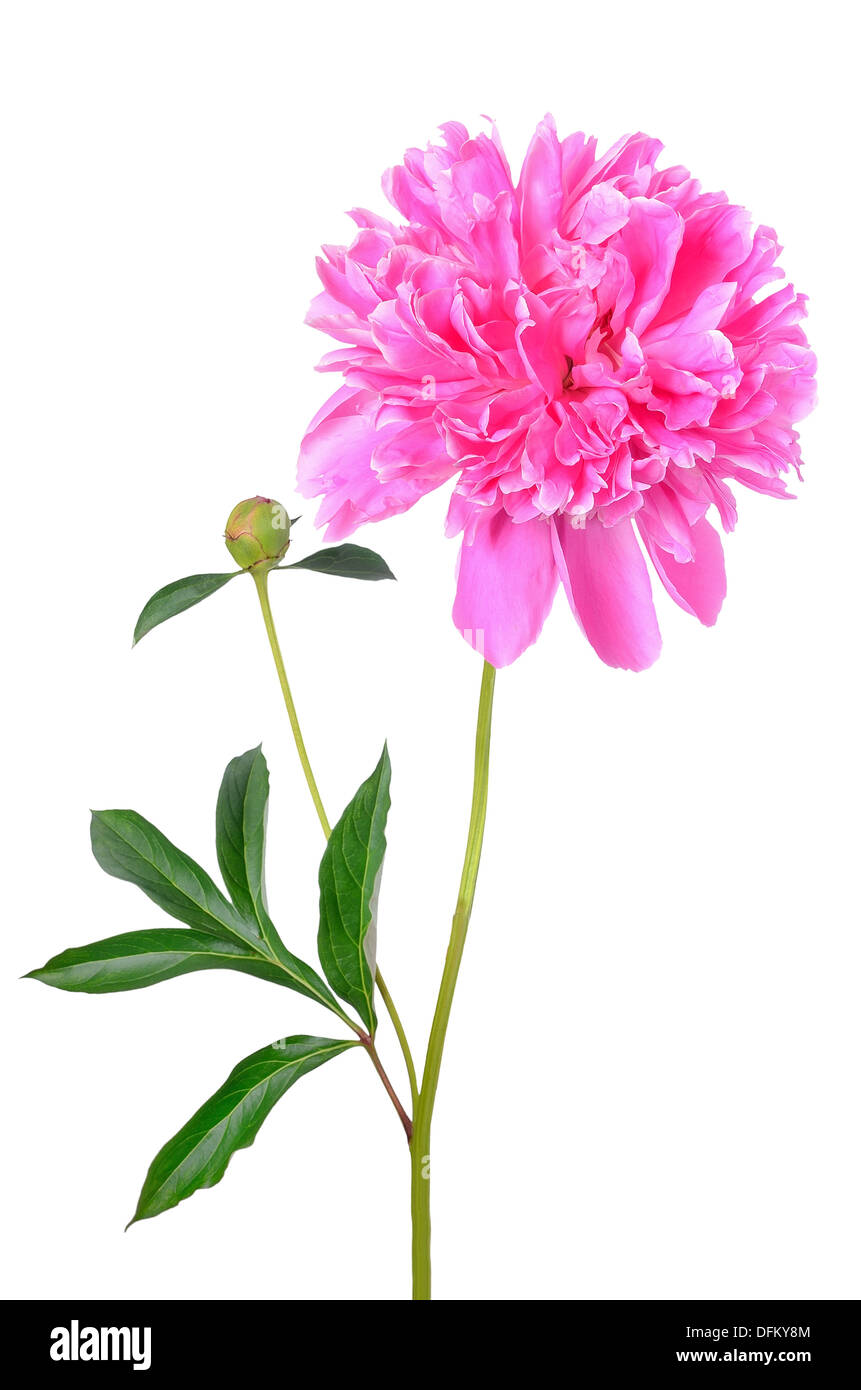 Pink peony flower isolated on white background Stock Photo