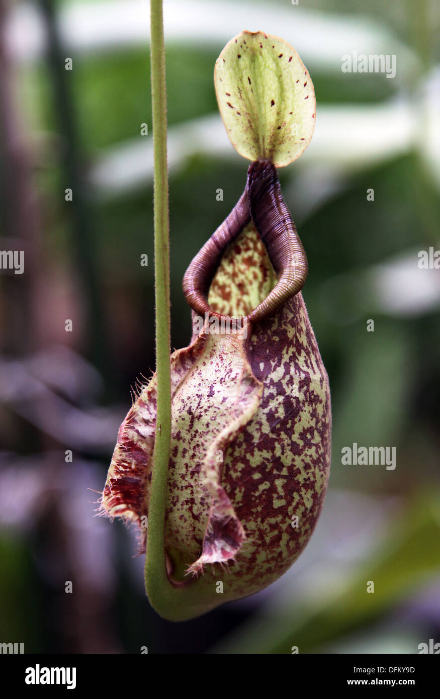 Nepenthes deaniana a tropical pitcher plant endemic to the Philippines.it grows at an altitude of 1180–1296 m above sea level.. Stock Photo