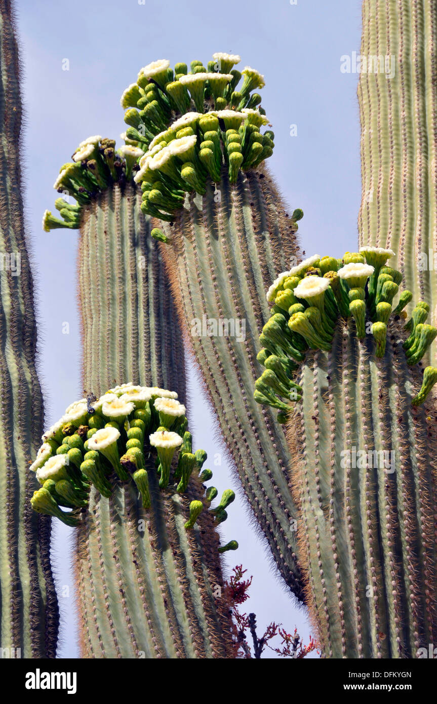 State flower of arizona is the saguaro cactus flower hires stock