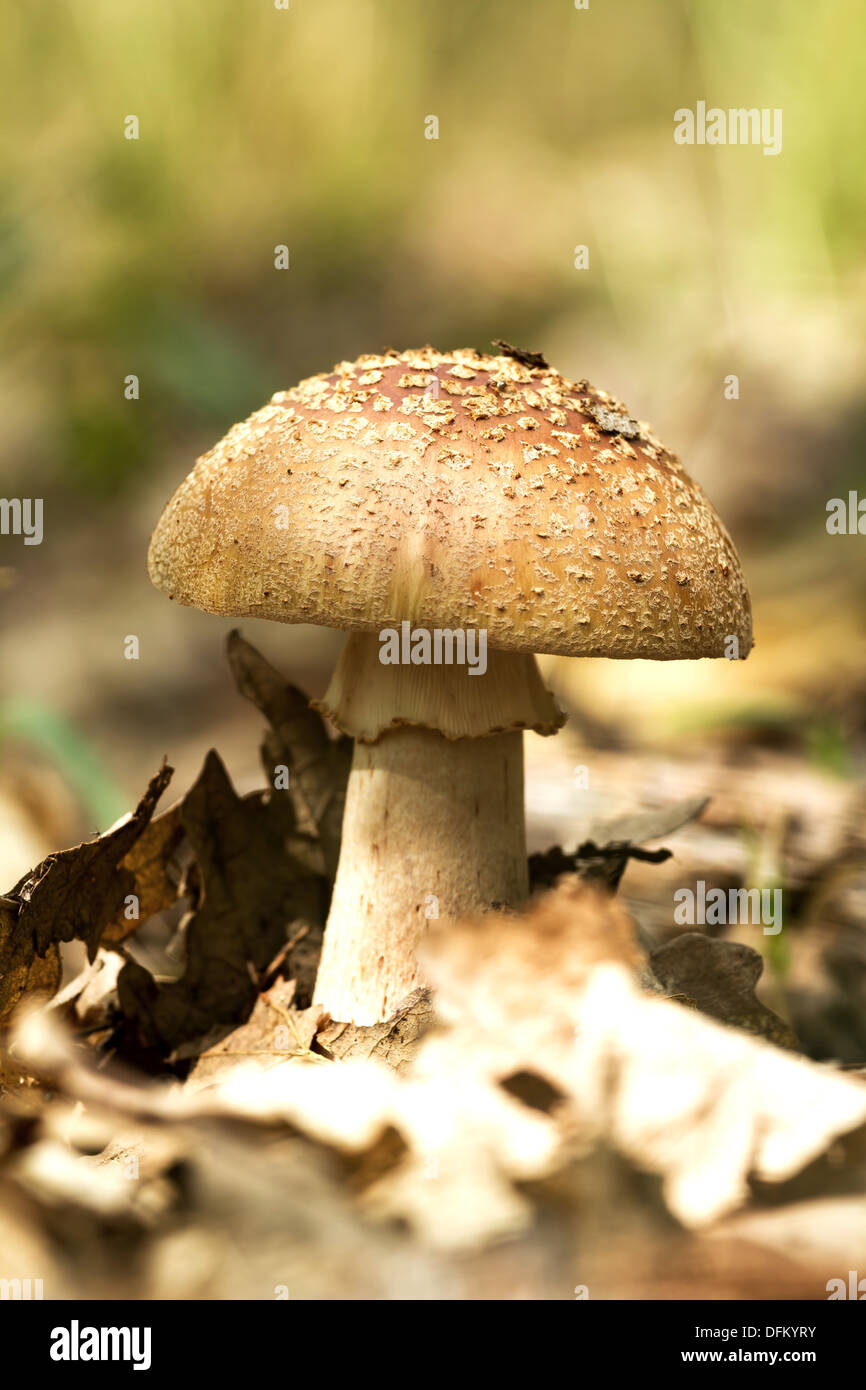 Edible Blusher fungi (Amanita rubescens) Stock Photo