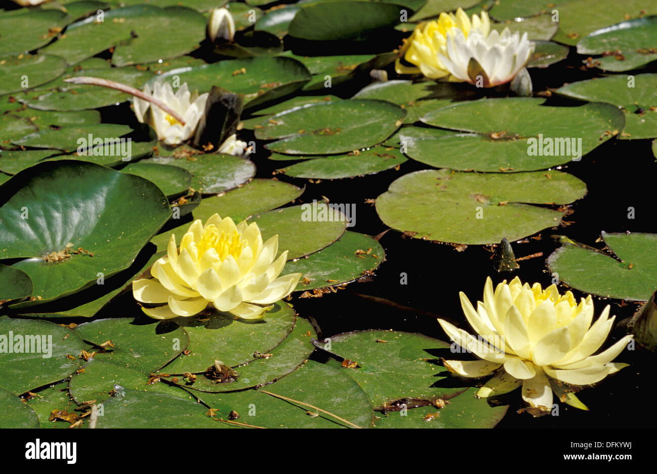 Yellow water lily (Nuphar polysepalum) and lily pads. La Concepción