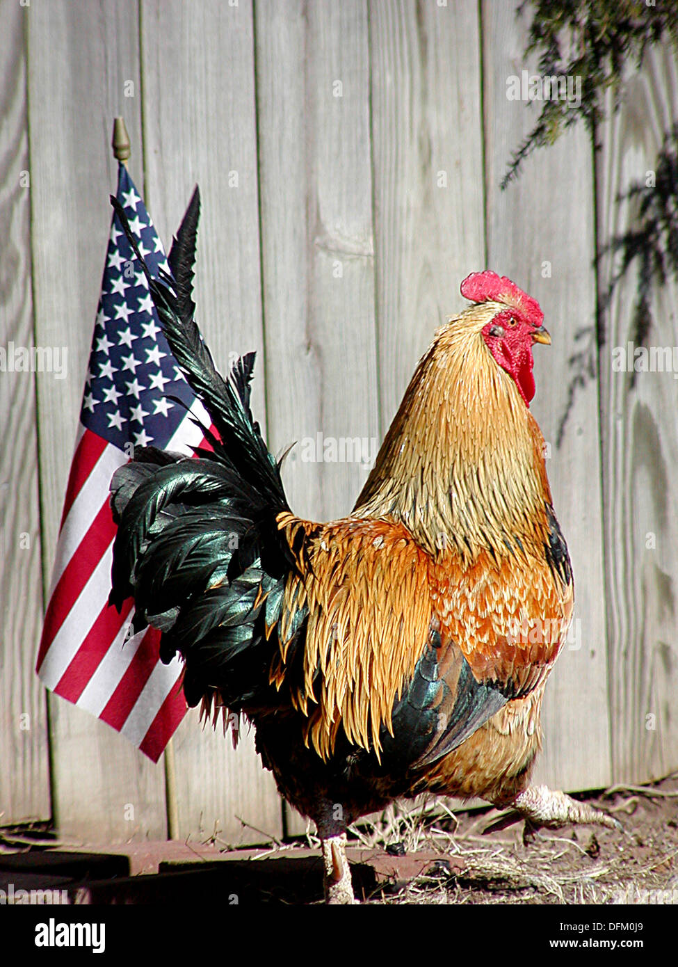 Chickens run a chicken runs from the American flag Stock Photo Alamy