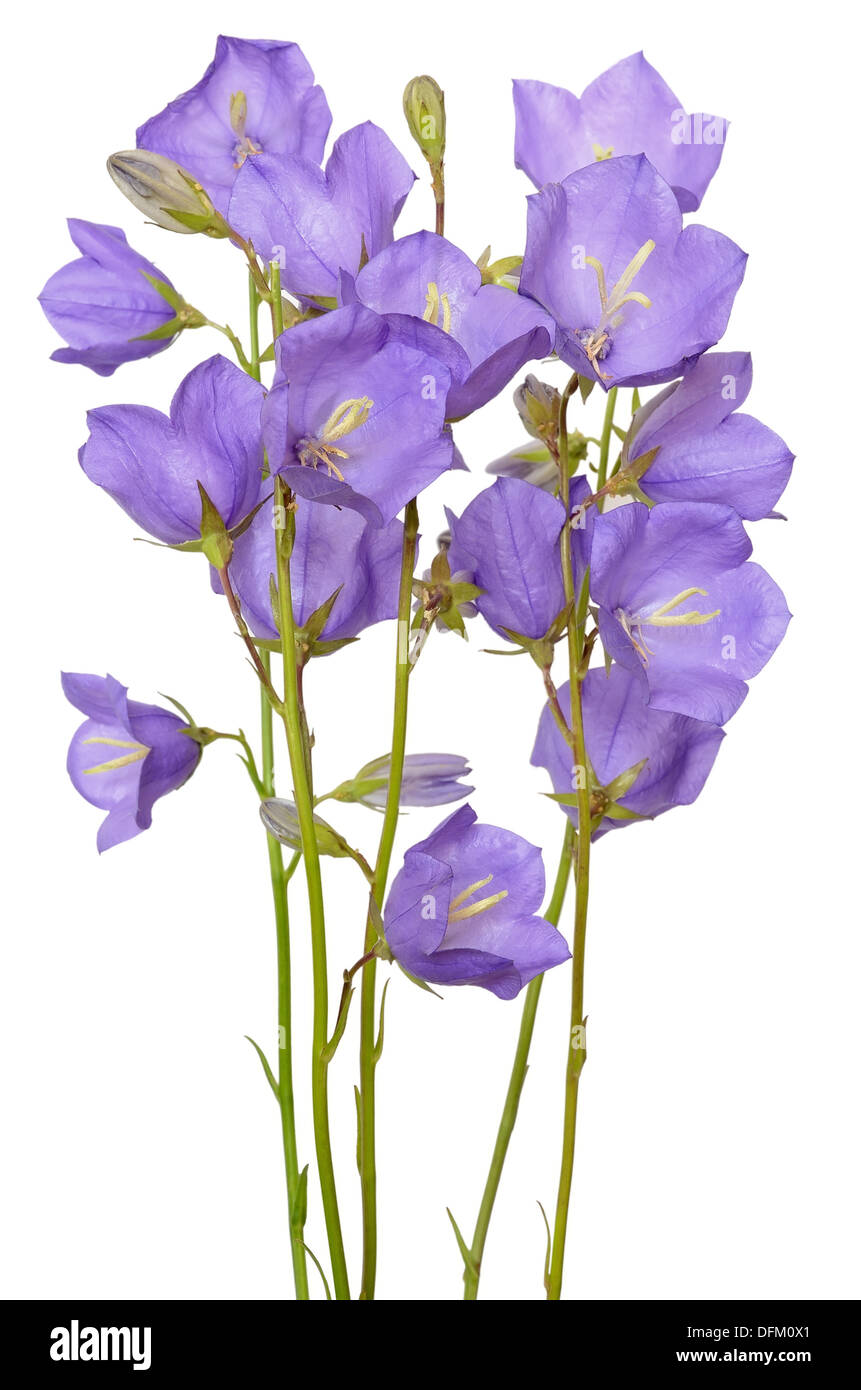 Campanula flowers isolated on white background Stock Photo - Alamy