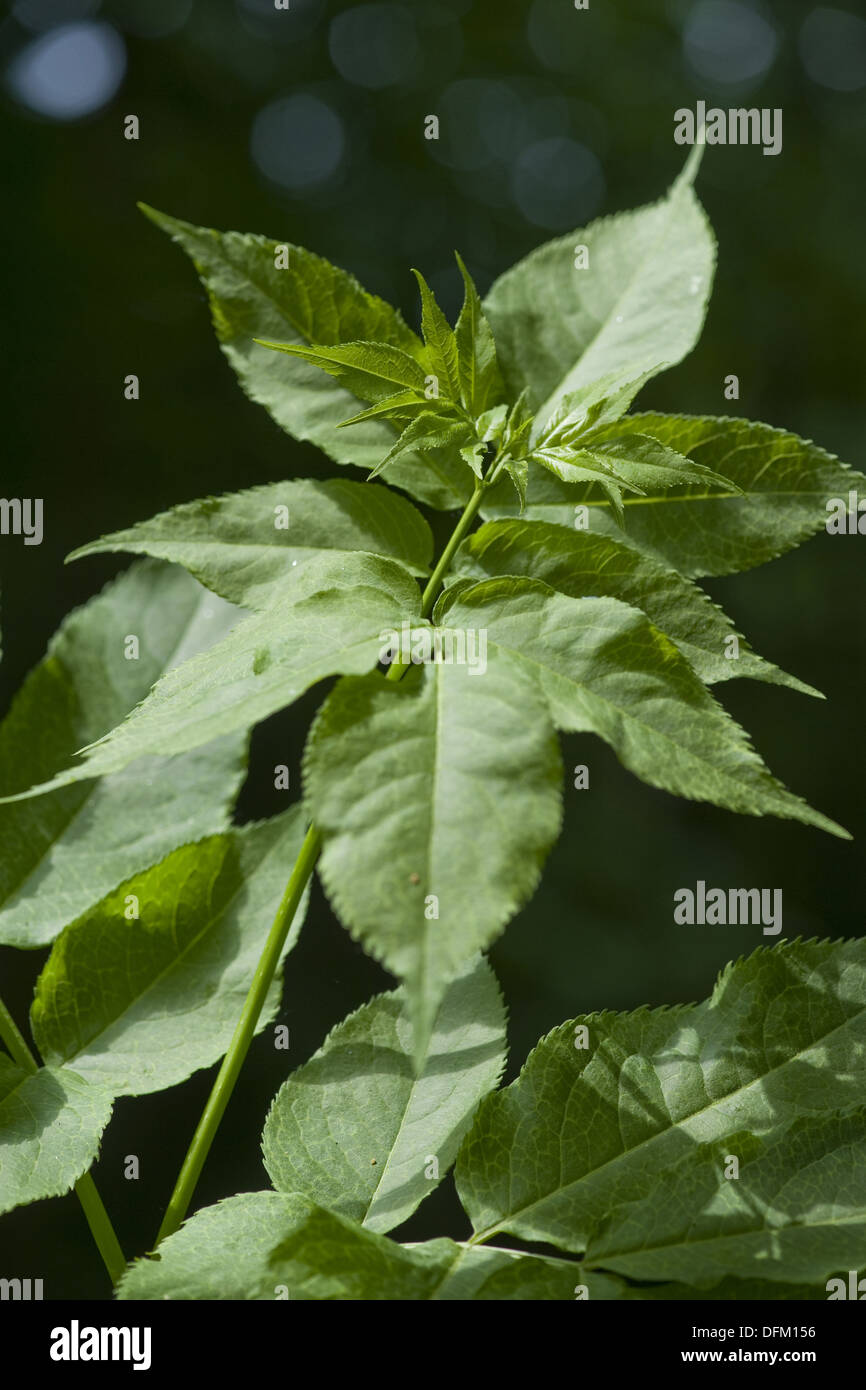 red elderberry, sambucus racemosa Stock Photo