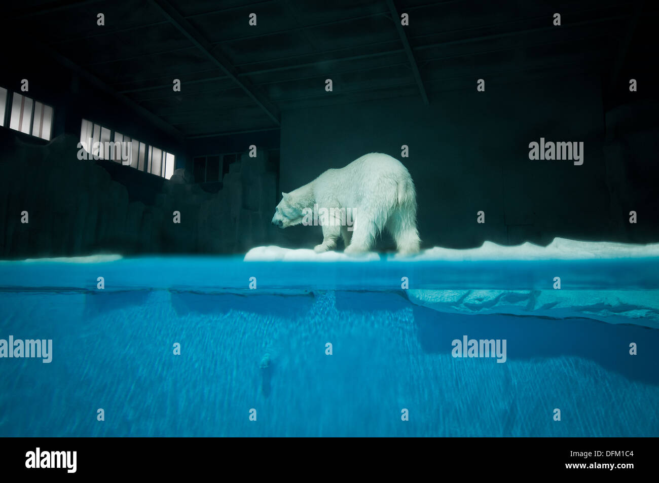 polar bear in Beijing Zoo, located in Xicheng District, Beijing, China Stock Photo