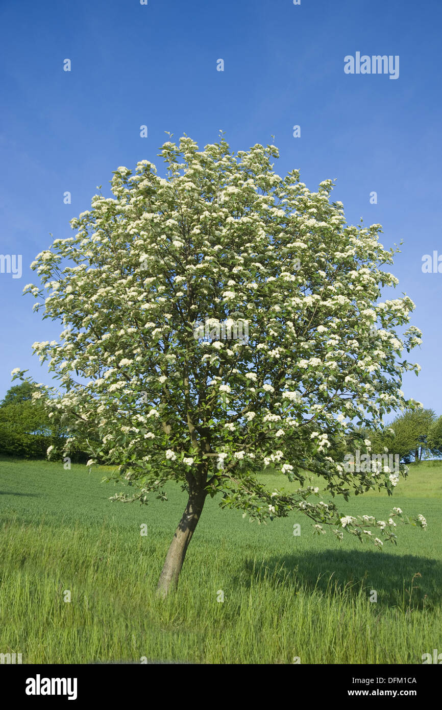 Whitebeam Tree High Resolution Stock Photography and Images Alamy