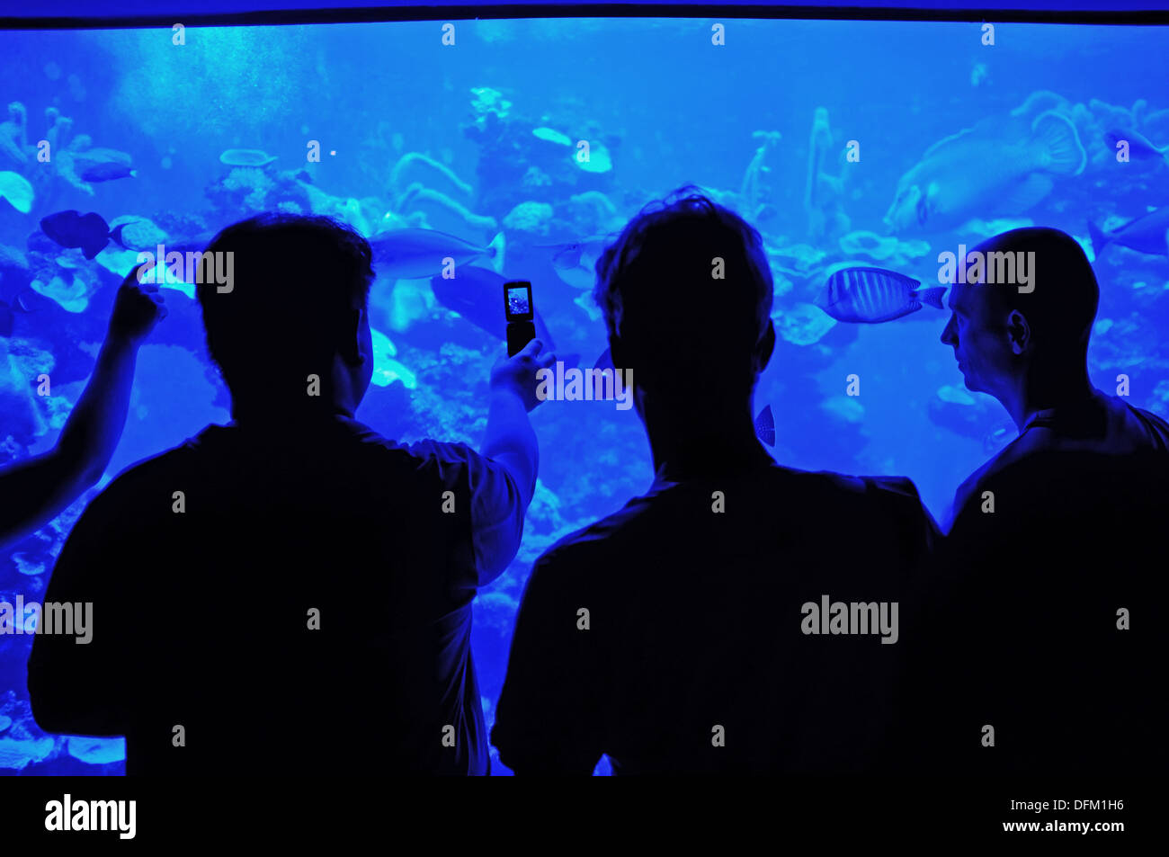 Three men at the Palma Aquarium in Palma, Majorca, one photographing the fish with his phone Stock Photo