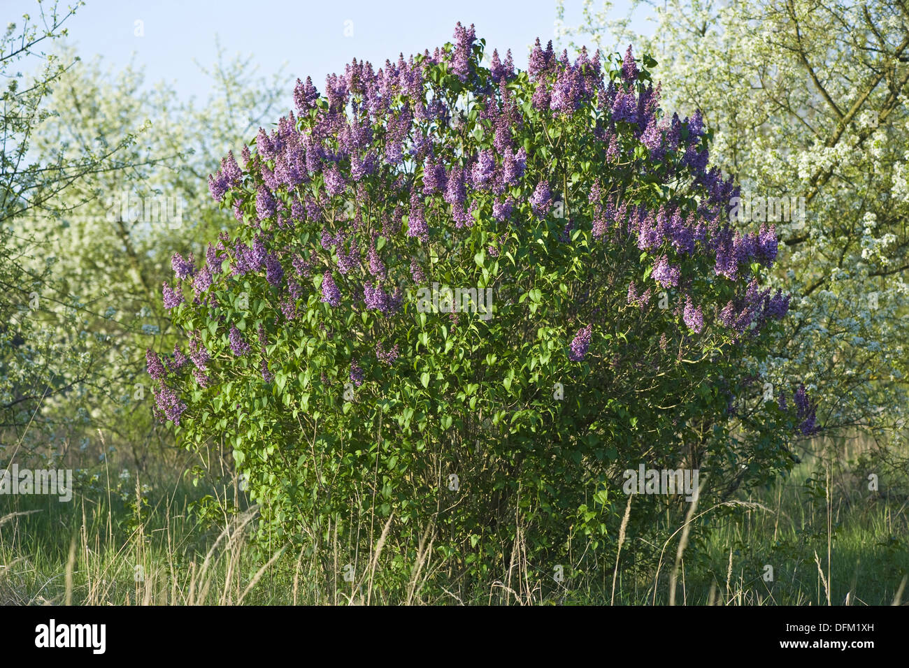 common lilac, syringa vulgaris Stock Photo