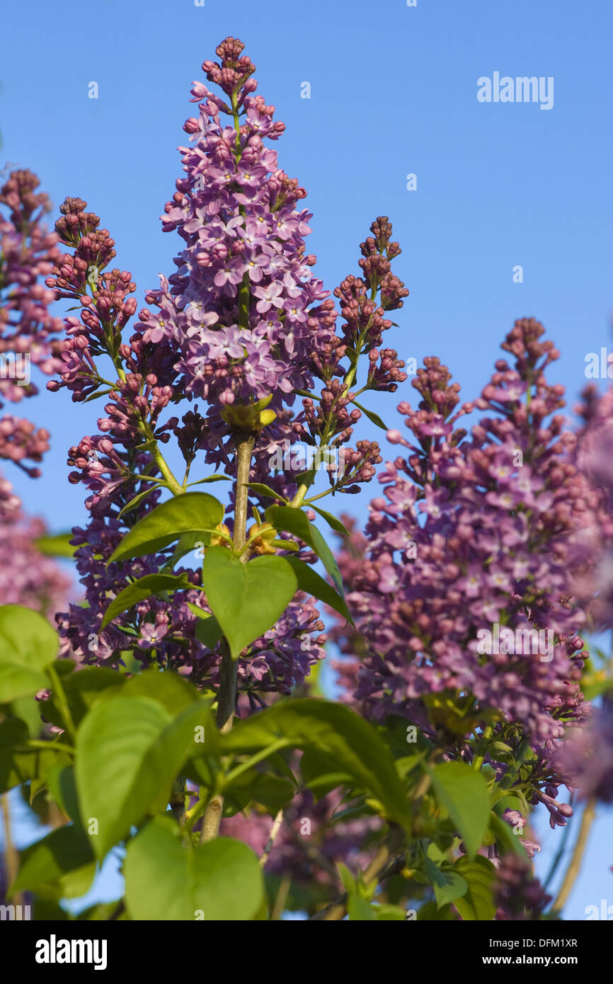Common purple lilac syringa vulgaris hires stock photography and