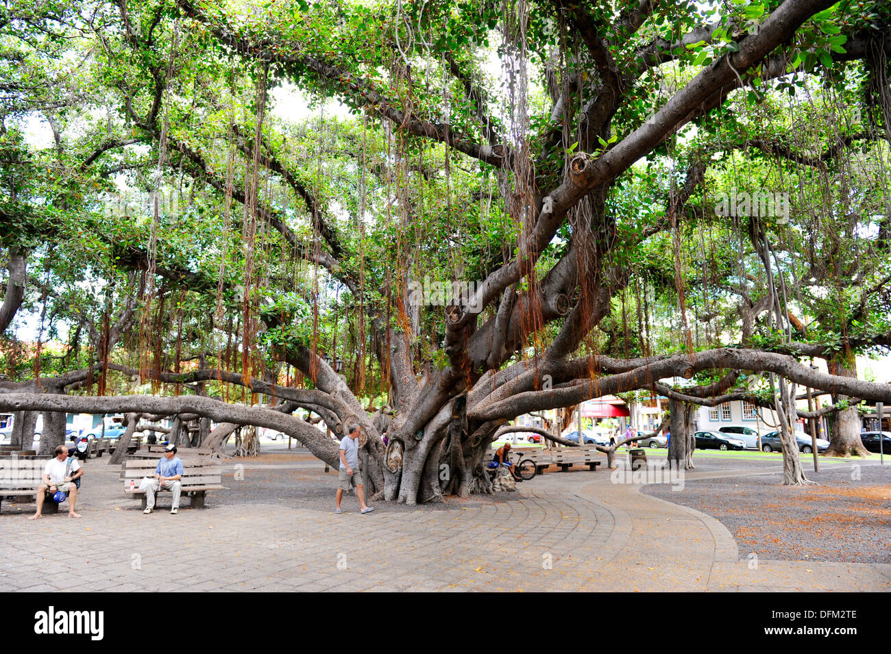 Banyan Tree Courthouse Square Lahaina Maui Hawaii Pacific Ocean Stock