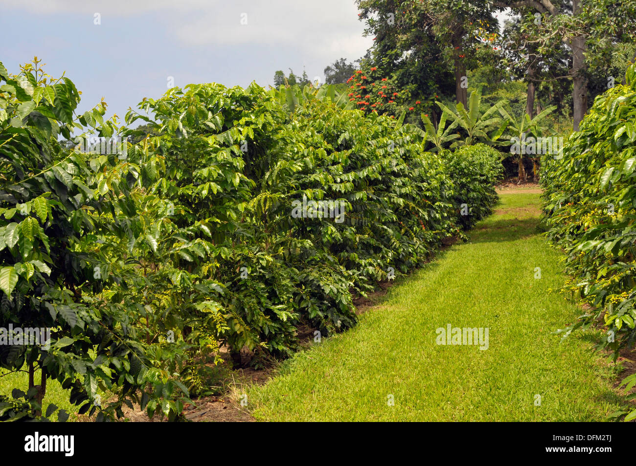 Coffee Bean Plants Kona Hawaii Pacific Ocean Stock Photo Alamy