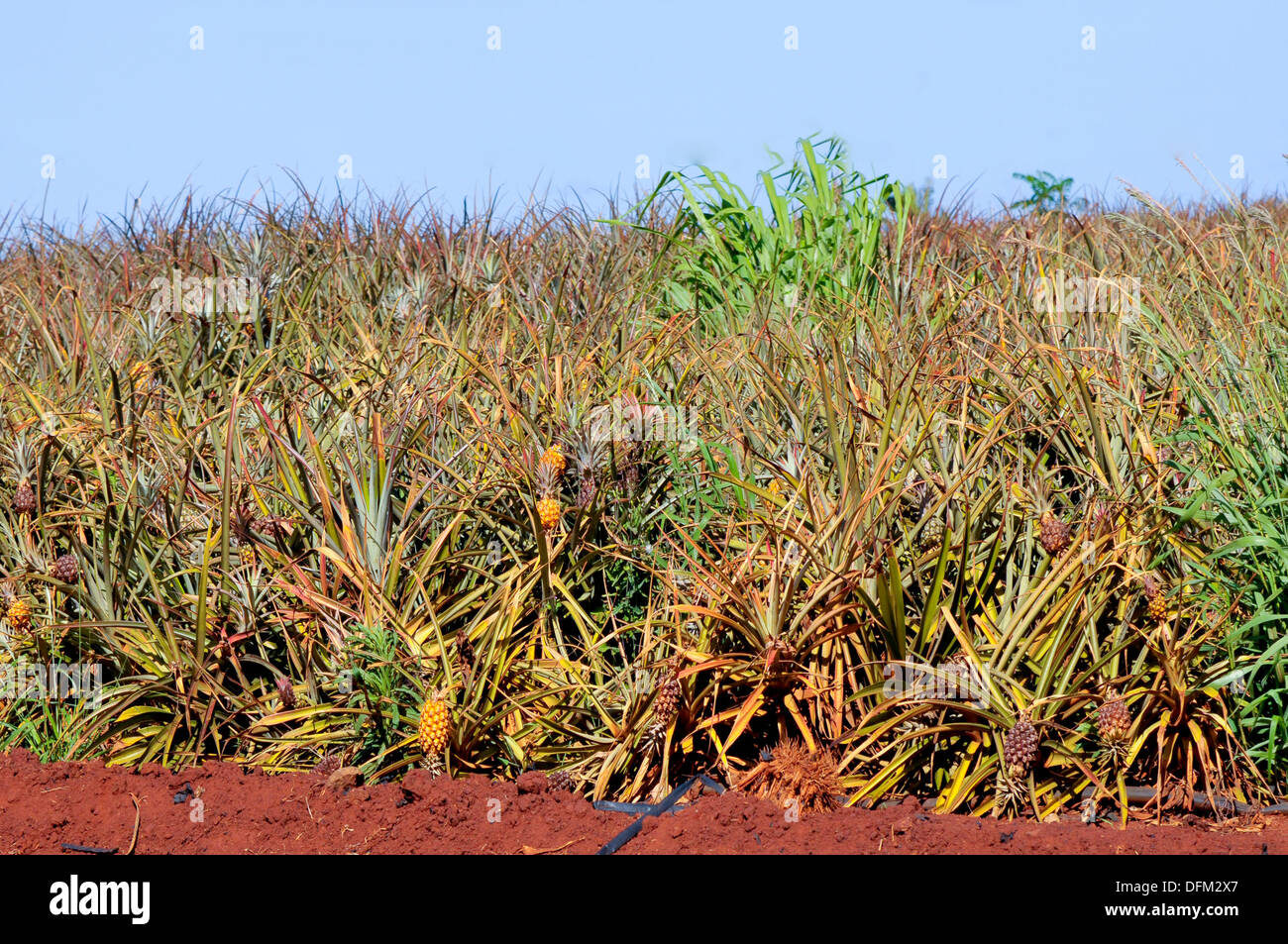 Pineapple Field Dole Plantation Wahiawa Honolulu Hawaii Oahu Pacific Ocean Stock Photo Alamy