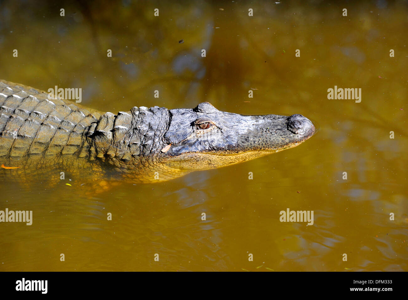Lowry Park Zoo. St. Petersburg. Florida. American Alligator Stock Photo