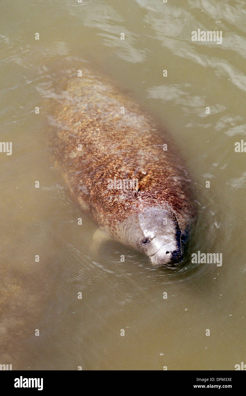 Manatee viewing Center Apollo Beach Florida at the Tampa Electric