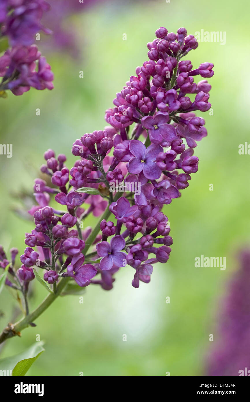 common lilac, syringa vulgaris Stock Photo