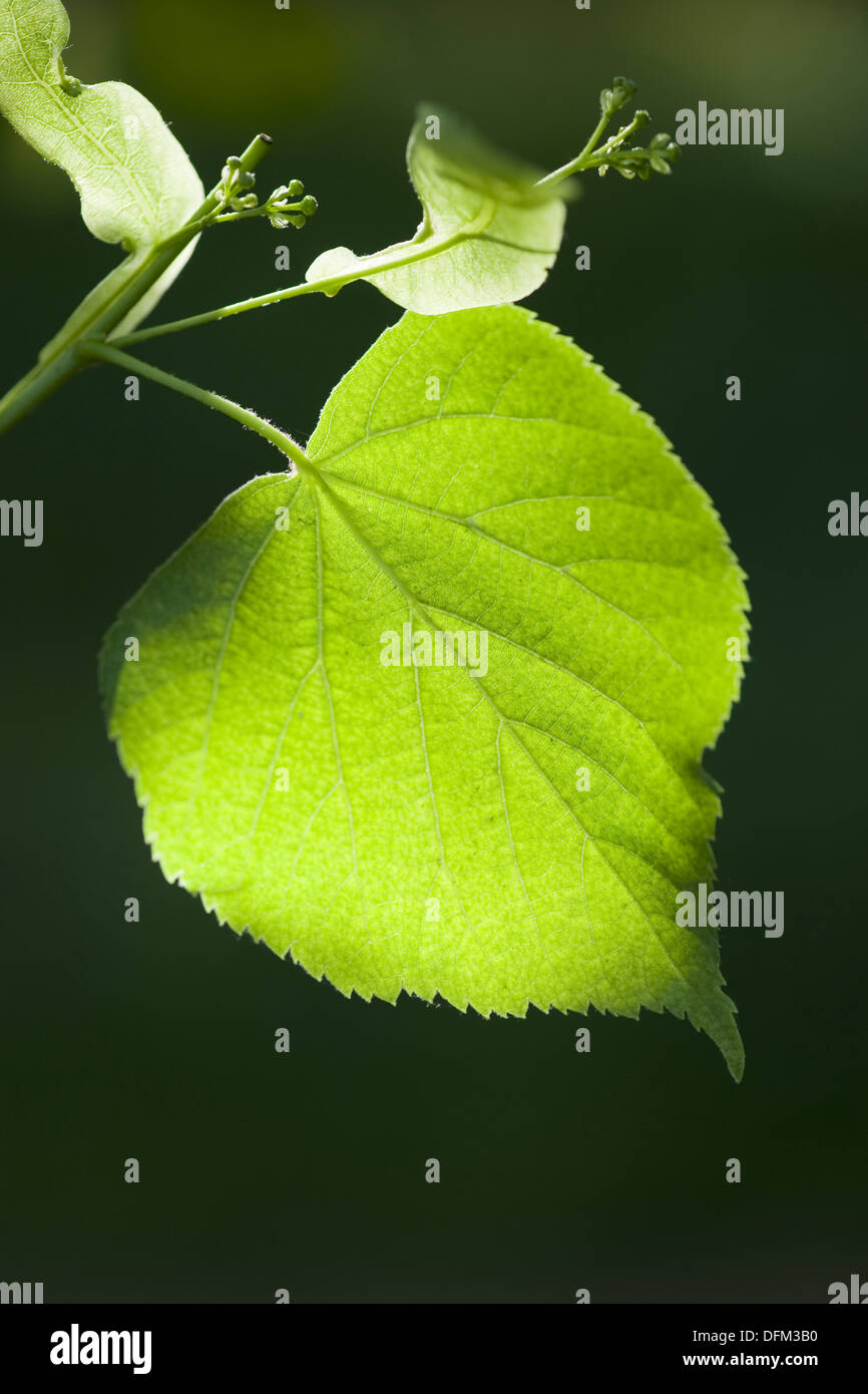 Linden hires stock photography and images Alamy