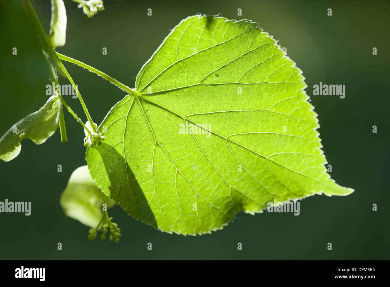 large-leaved linden, tilia platyphyllos Stock Photo