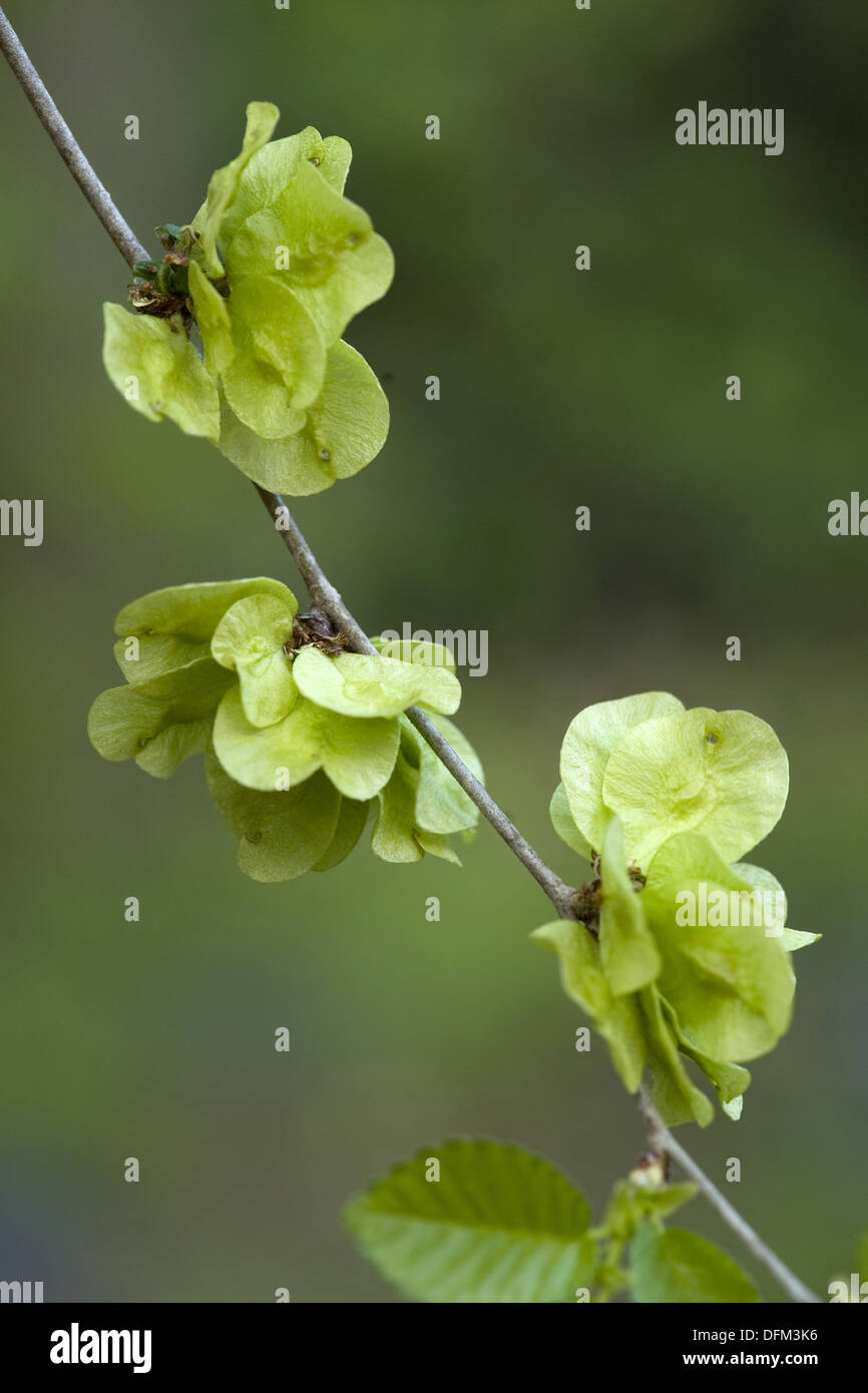 wych elm, ulmus glabra Stock Photo