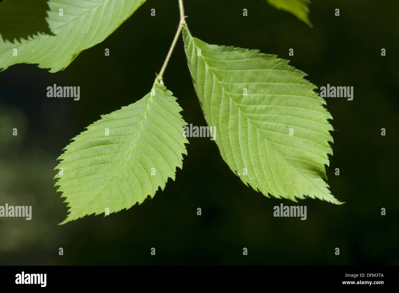 european white elm, ulmus laevis Stock Photo