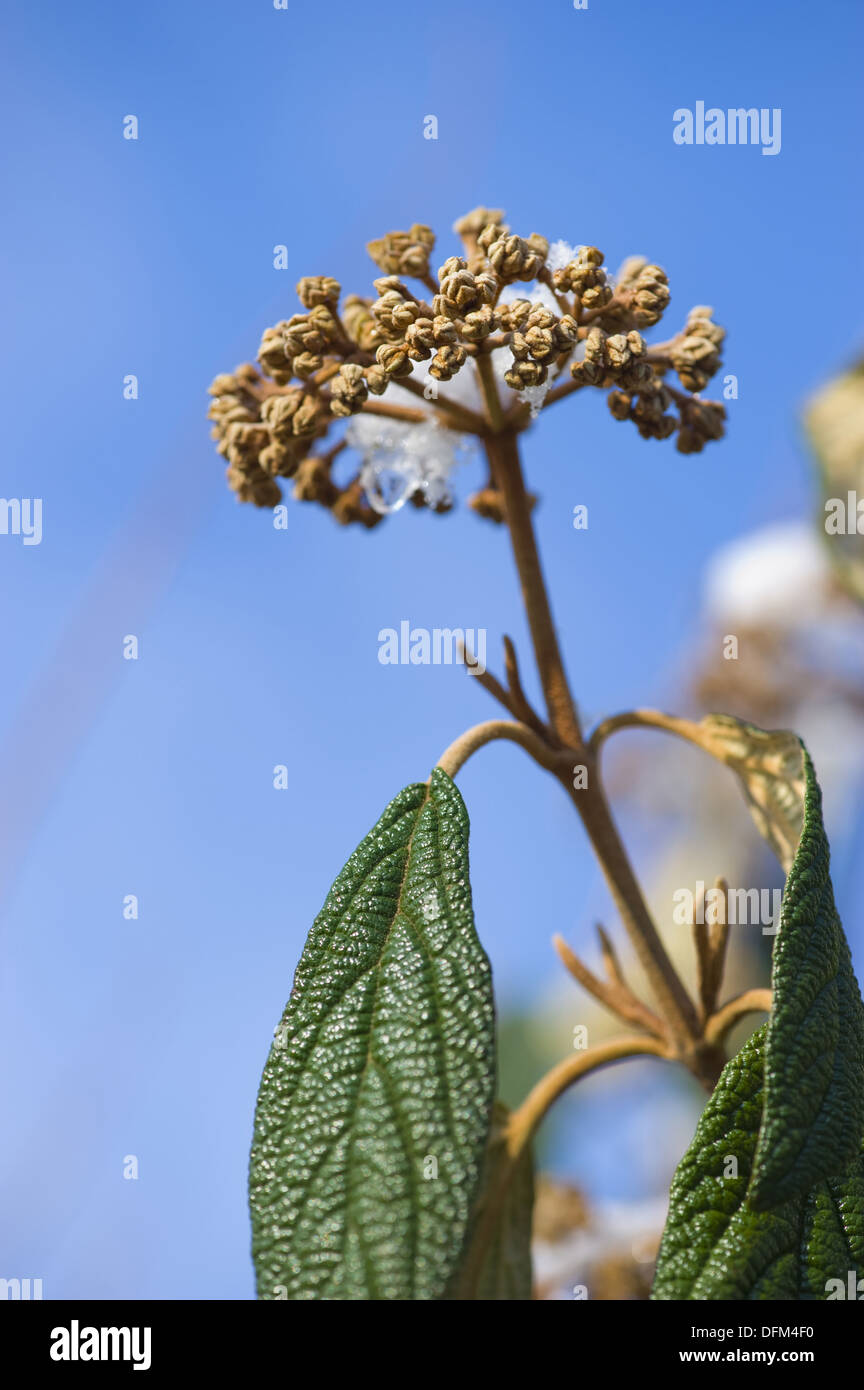 leatherleaf viburnum, viburnum rhytidophyllum Stock Photo Alamy