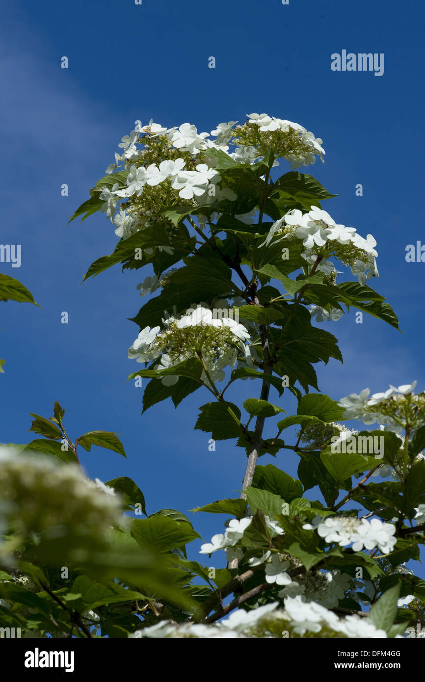 Sargent viburnum hires stock photography and images Alamy