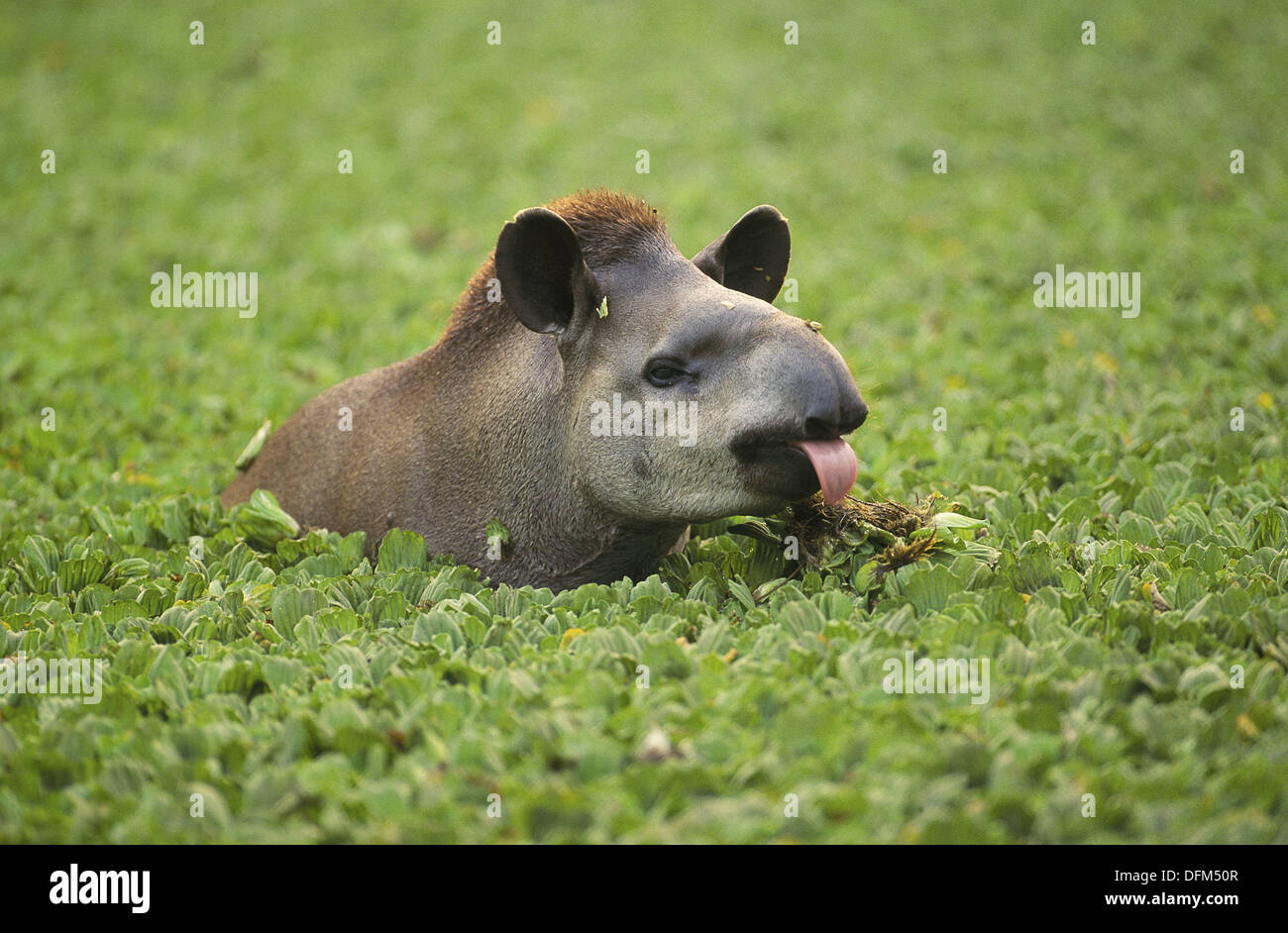 Tapirus bairdi hi-res stock photography and images - Alamy Tapirus bairdi hi-res stock photography and images - Alamy