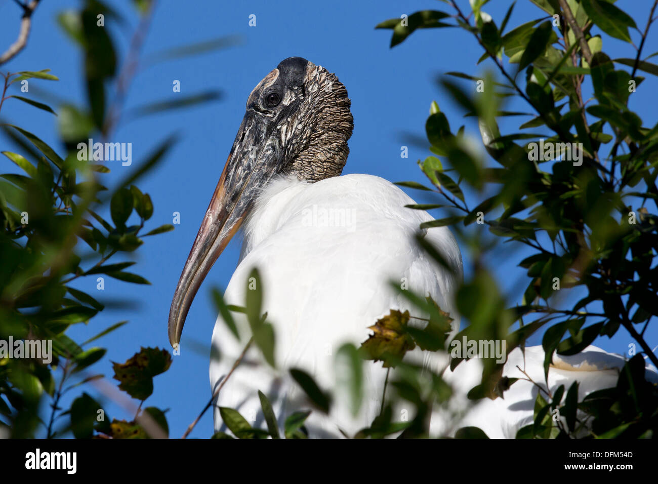 Wood Stork (Mycteria americana) portrait - Orlando, Florida. Stock Photo