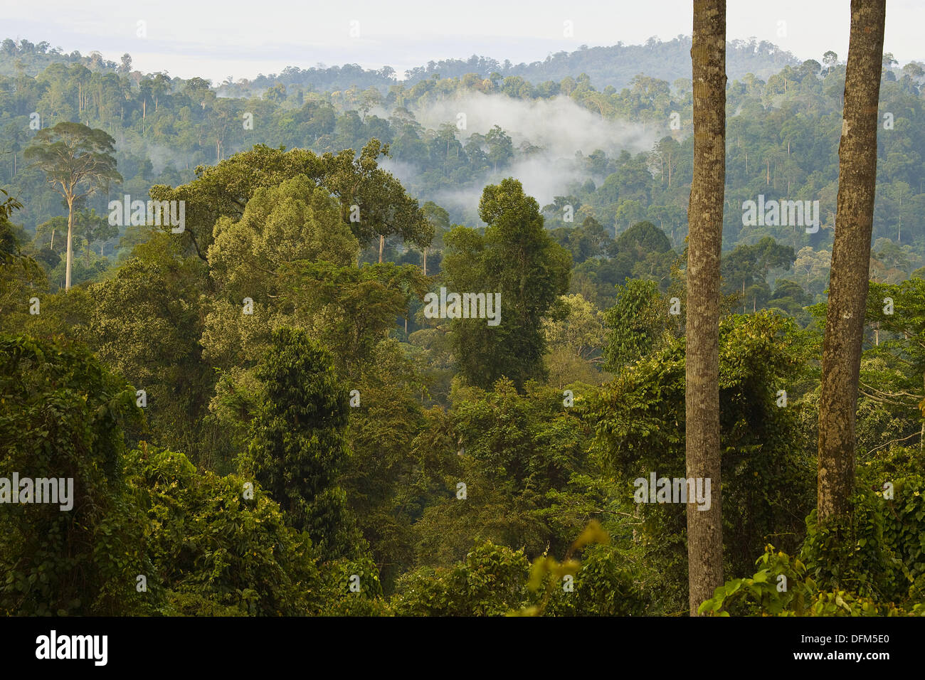 Danum Valley Conservation Area. Sabah, Borneo, Malaysia Stock Photo
