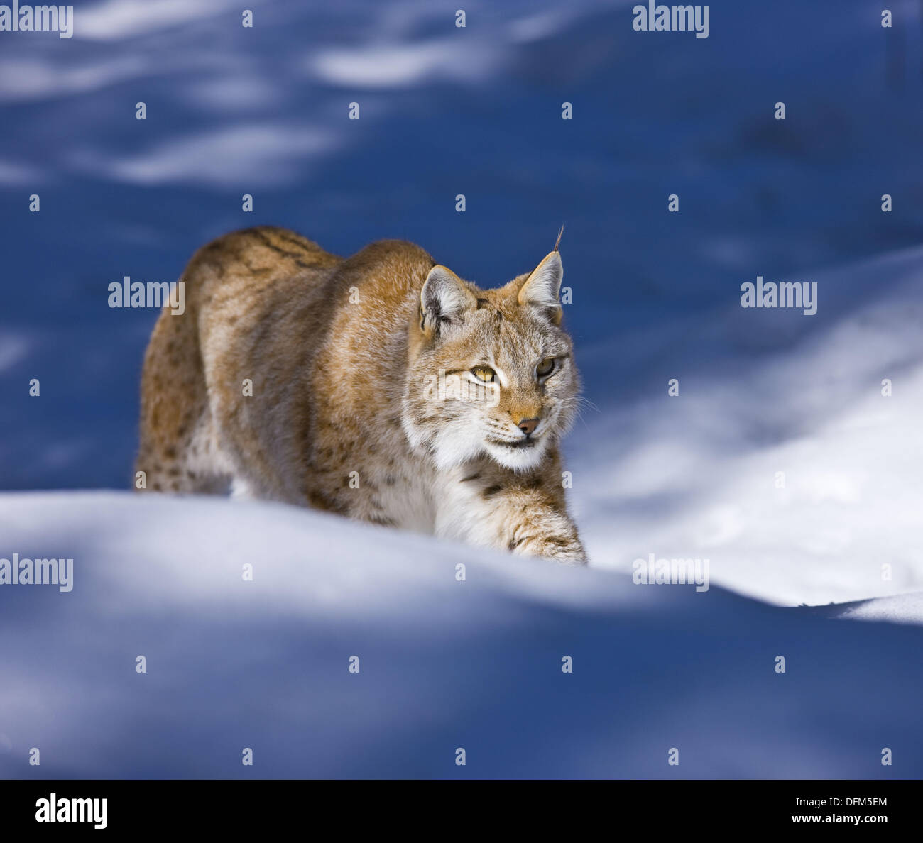 Eurasian Lynx Lynx Lynx Stock Photo Alamy