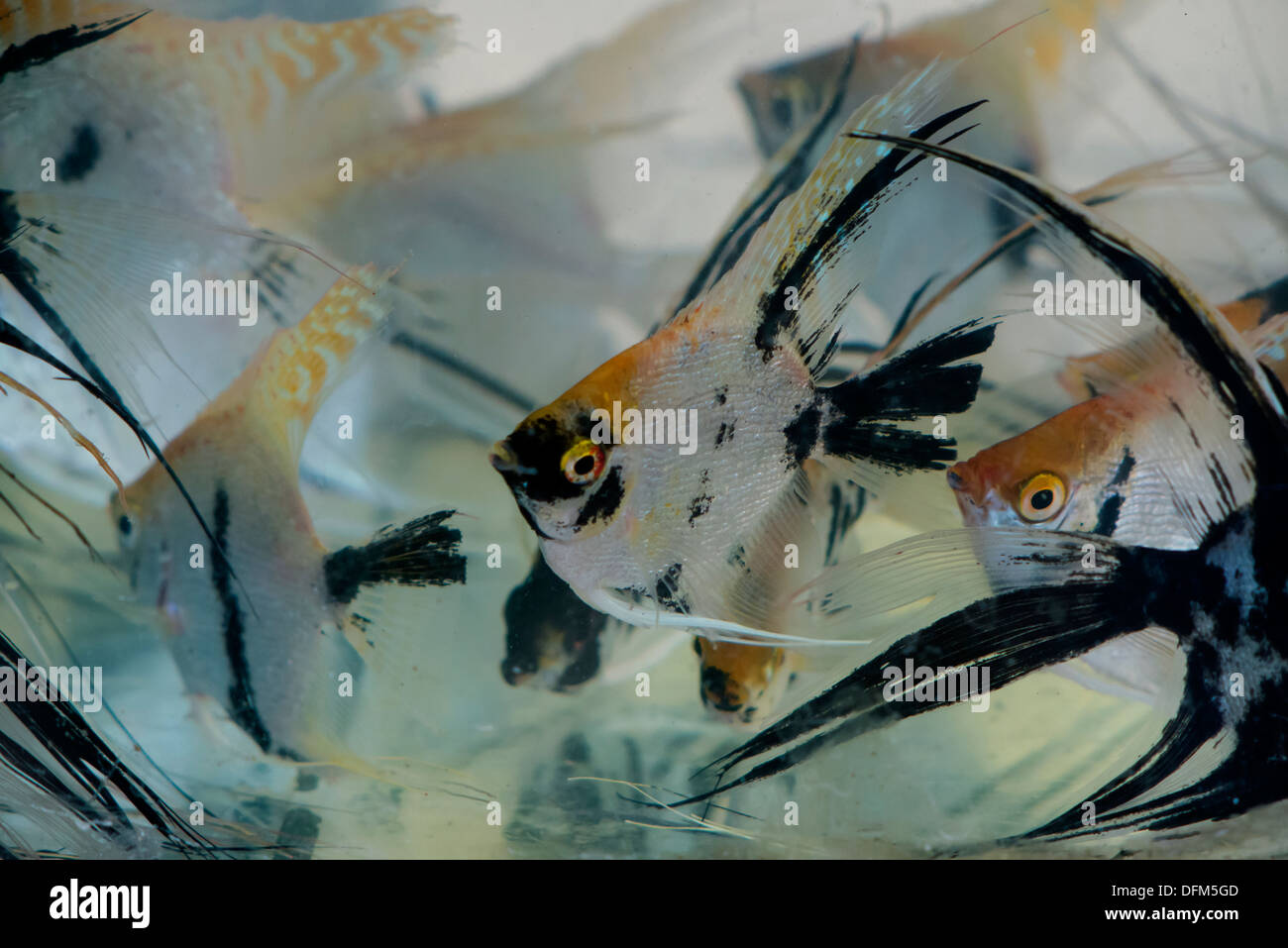 Angel fish hi-res stock photography and images - Alamy