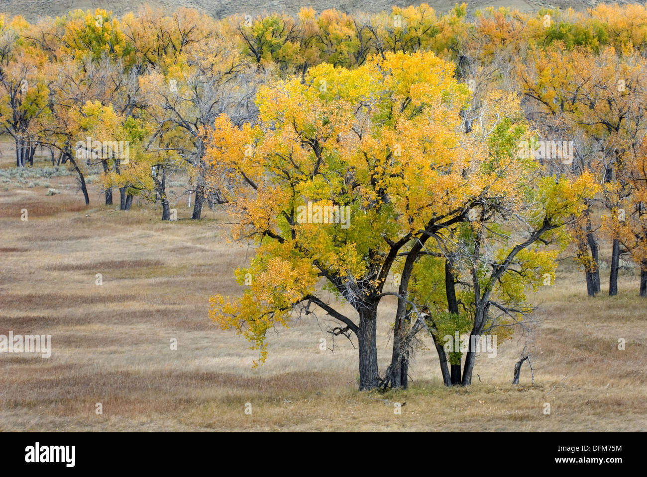 Plains Cottonwood trees Populus deltoides growing along the Missouri River, Charles M Russell