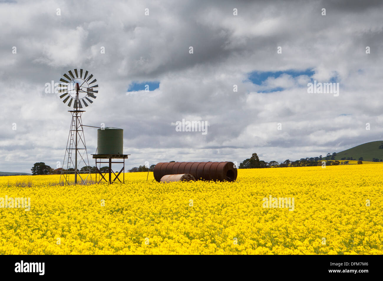 Canola fields shine on a stormy day inbetween Smeaton and Clunes in the