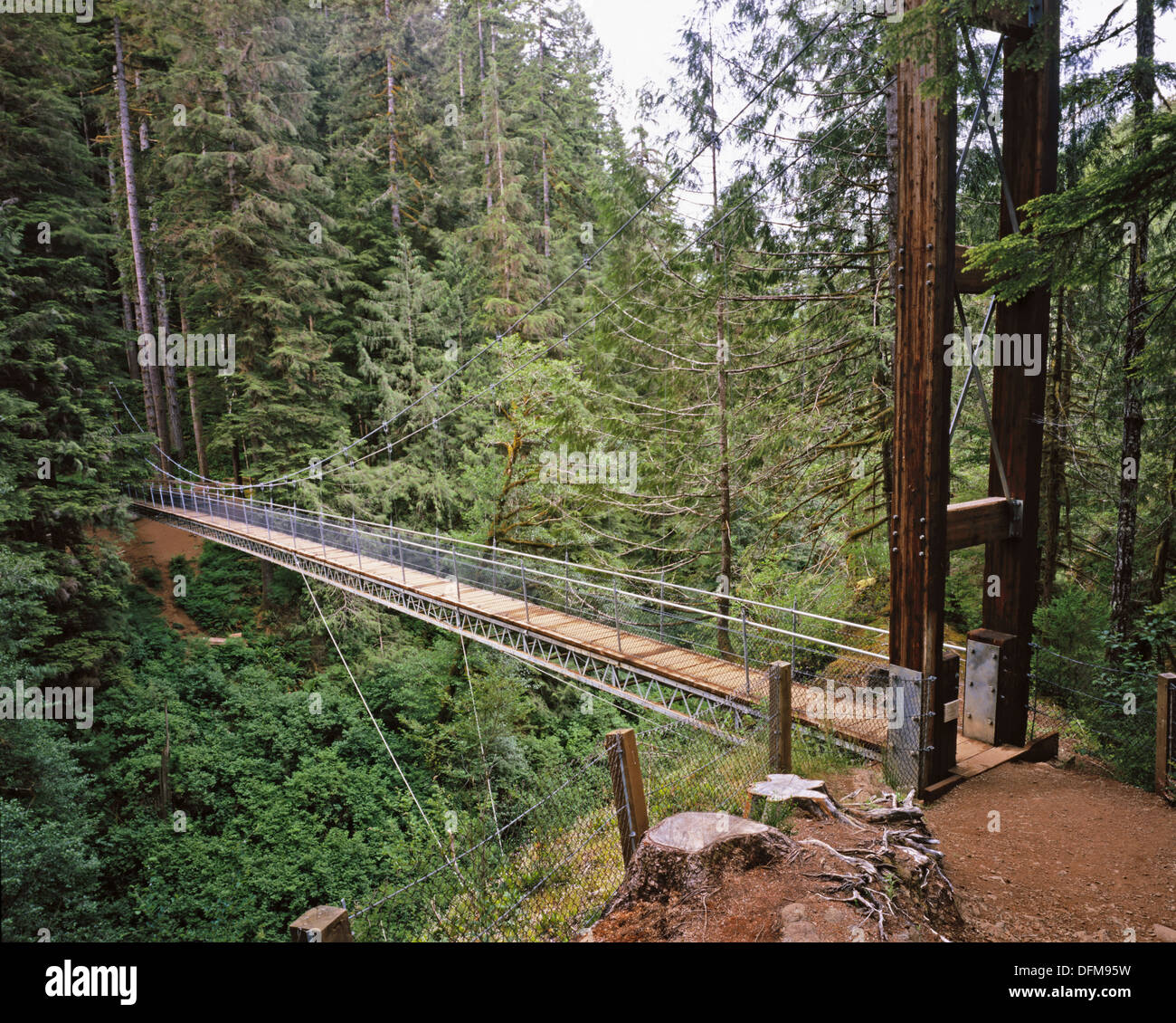 Drift Creek Falls Suspension Bridge. Oregon. USA Stock Photo: 61297205