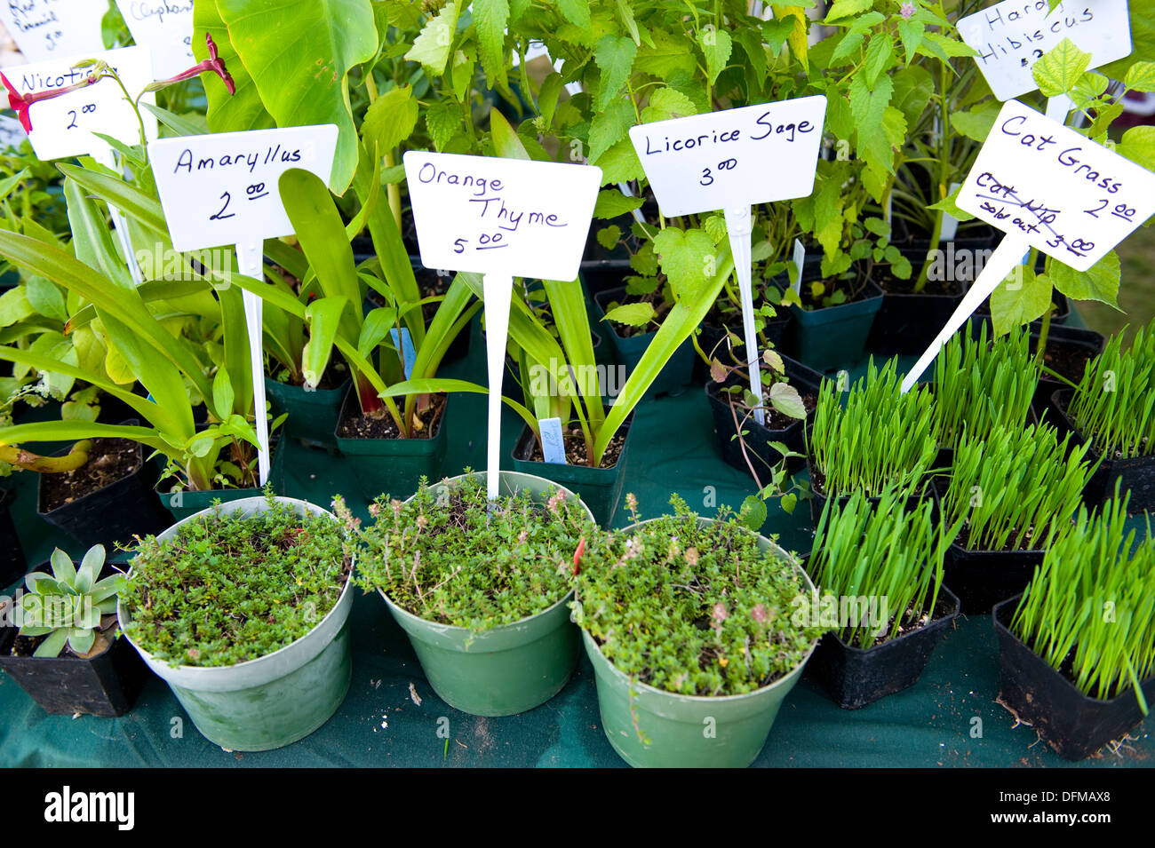 Potted herbs for sale in small quantities Stock Photo