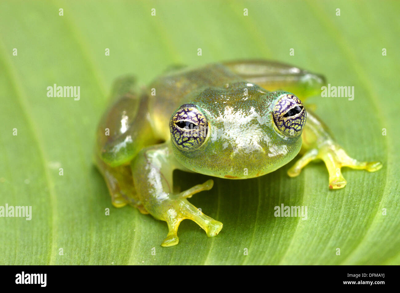 Glass Frog (Cochranella granulosa), San Blas mountain range, Rep.of