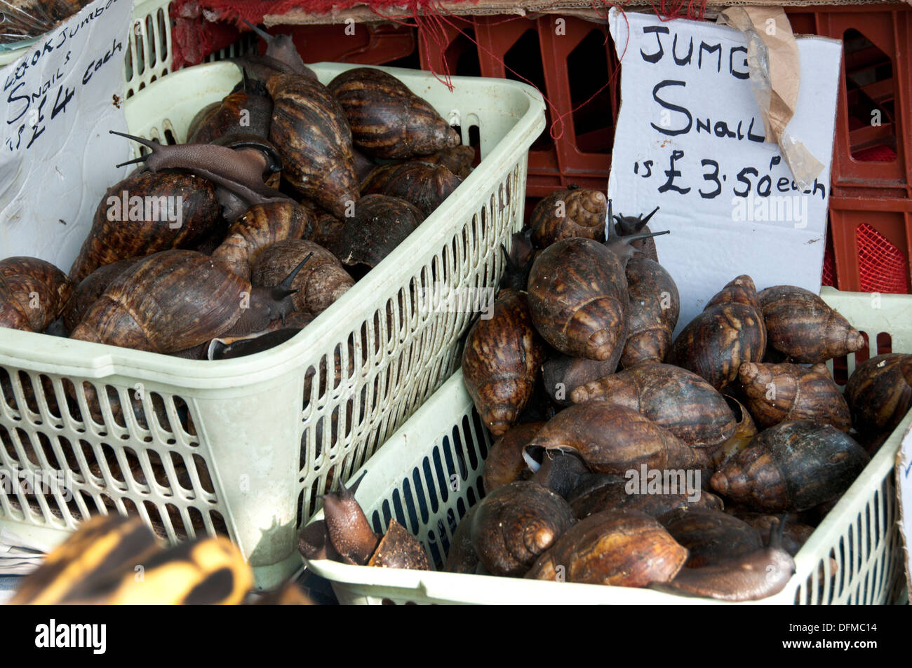 Hackney, London 2013. Ridley Road market. Giant African snails on sale