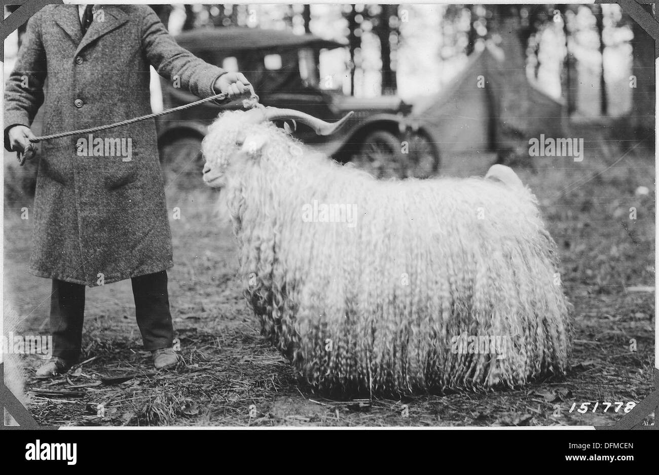 Oregon State Fair, Salem, Oregon, Second Prize Long Mohair, 1920. 299108 Stock Photo