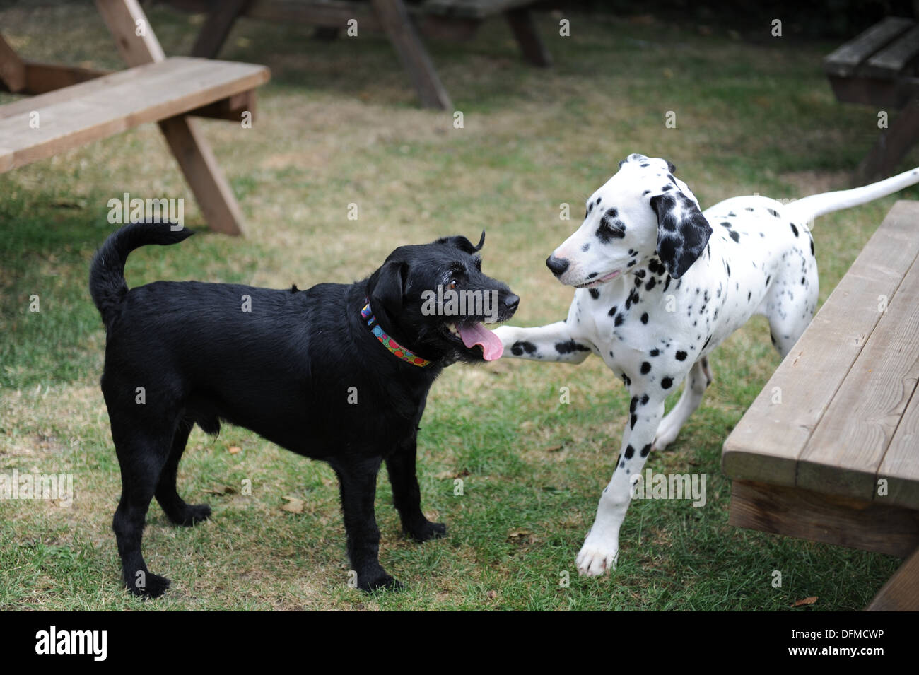 Dalmatian puppy spotty dog playing with black dog. Cute puppy playing with older dog Stock Photo